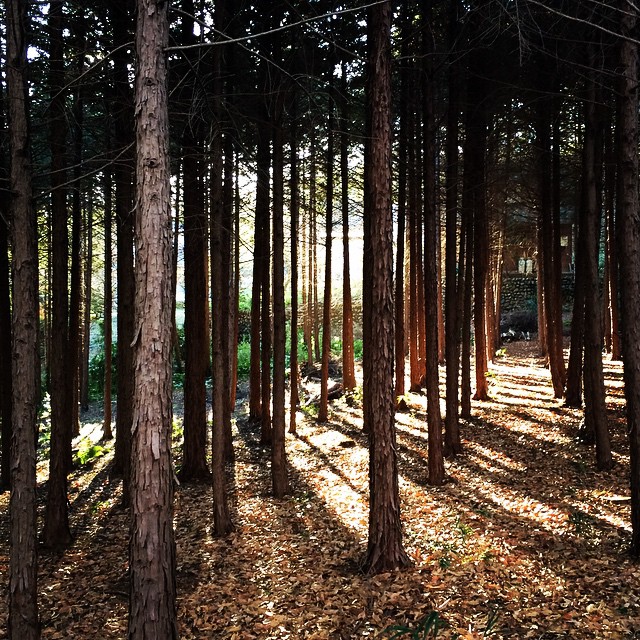 手のなる方へ光が示す方へ