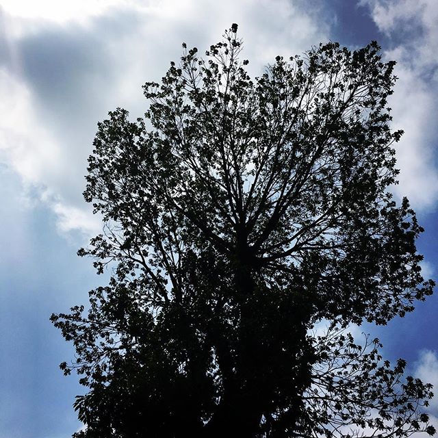 【ぐもにん2078】行きたい場所は呼ばれている場所。よく見て素直に向かうだけ。今日も「笑顔の選択」を。#goodmorning #sky #tree #blue