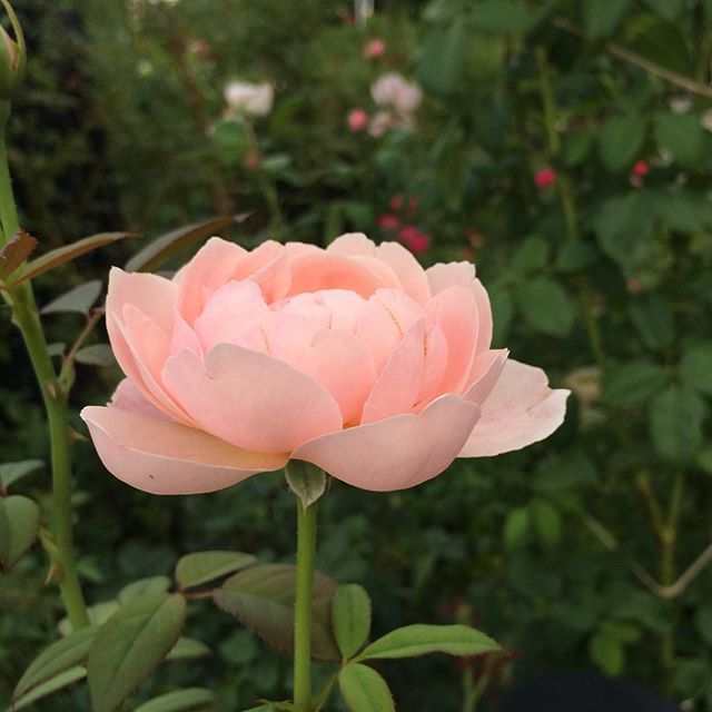 【ぐもにん2127】一輪の花の美しさ。一人一人の美しさ。今日も「笑顔の選択」を。#goodmorning #rose #flowers #beautiful #happiness #pink