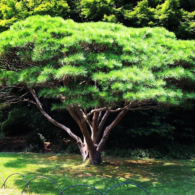 【ぐもにん2122】心落ち着き気持ち良く丁寧に過ごす。今日も「笑顔の選択」を。#goodmorning #tree #green #photo