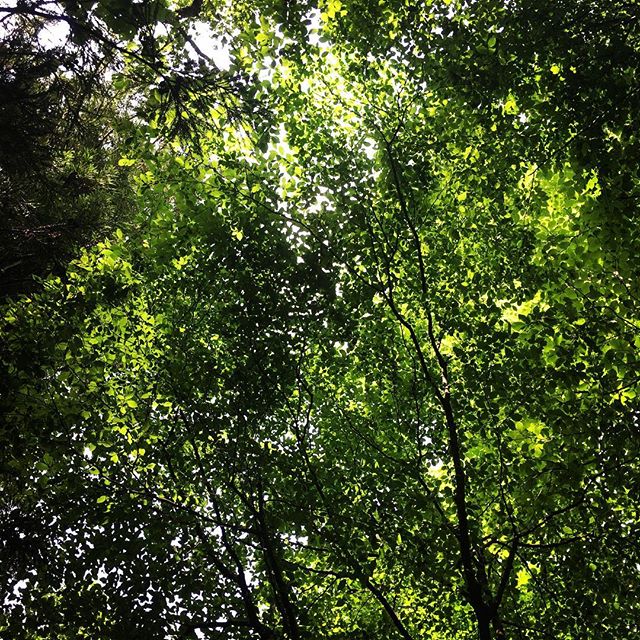 【ぐもにん2089】笑顔になれる道が自分の道。今日も「笑顔の選択」を。#goodmorning #green #trees #leaves