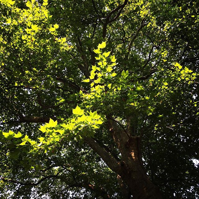 【ぐもにん2111】見えているものだけが全てじゃないと知る。伝えたいこと全てが伝わるもんじゃないと知る。今日も「笑顔の選択」を。#goodmorning #green #light #こうみえてすごい大きい木 #驚いた#対になってる