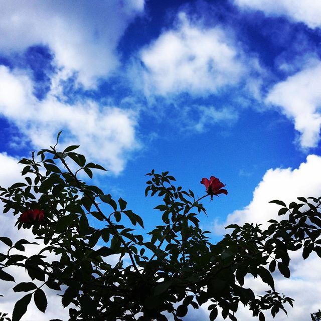 【ぐもにん2126】体験が財産。今日も「笑顔の選択」を。#goodmorning #blue #sky #flowers