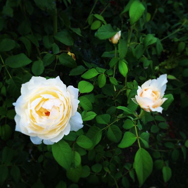 【ぐもにん2135】朝の5分。1日の最後をイメージしてやることを書き出すだけで、どんどん楽に進んでいく。今日も「笑顔の選択」と。#goodmorning #roses #flowers #green