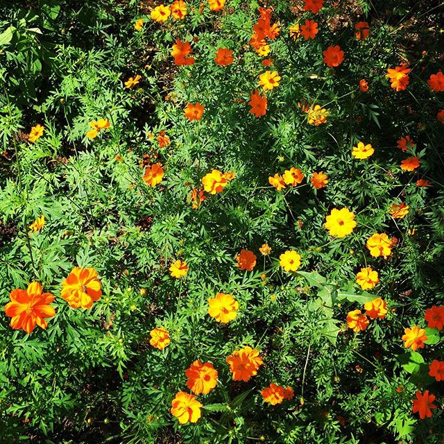 【ぐもにん2172】私たちは宇宙そのもの。無限を生きる。今日も「笑顔の選択」と。#goodmorning #flowers #orange #green