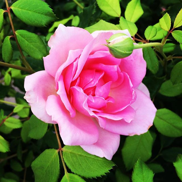 【ぐもにん2168】どこに好きや美しさを見るかも自由。今日も「笑顔の選択」と。#goodmorning #beautiful #rose #flower #pink #flowerphotography
