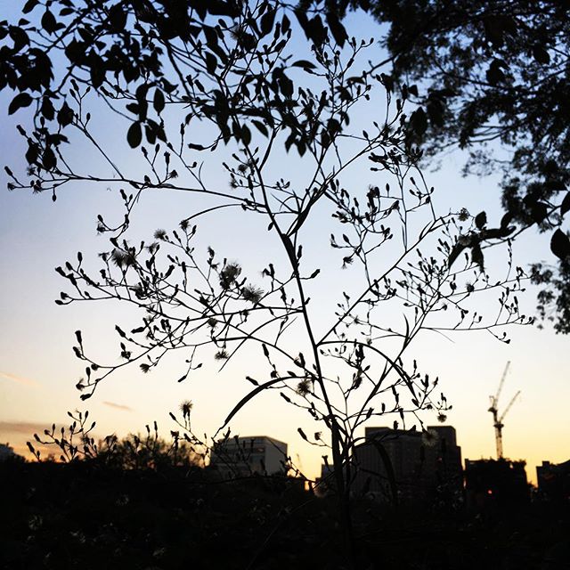 【ぐもにん2185】視点を変える。どこをみているか意識する。今日も「笑顔の選択」と。#goodmorning #beautifulsky #sunset #tree #shadowgram