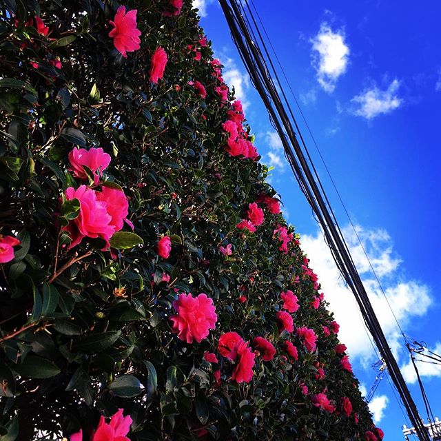 【ぐもにん2209】やりたいことはできること。だから頭に浮かんでくる。今日も「笑顔の選択」と。#goodmorning #bluesky #beautifulsky #flowers #flowerstagram