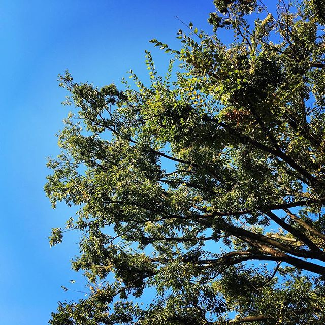 【ぐもにん2183】軽やかに笑顔で集中して全力で。今日も「笑顔の選択」と。#goodmorning #beautifulsky #bluesky #blue #tree #green