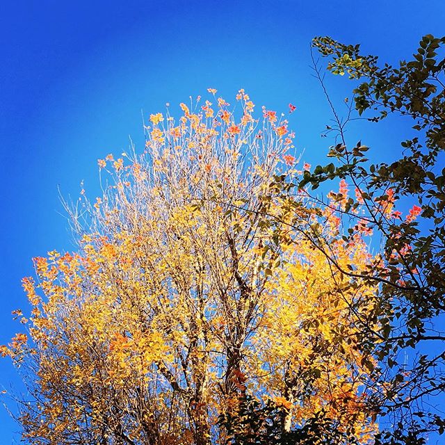 【ぐもにん2234】「〜ねばならない」から自由になると決める。今日も「笑顔の選択」と。#goodmorning #beautifulsky #sky #autumnleaves #blue #yellow #gold
