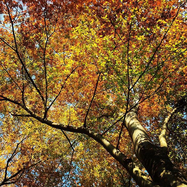 【ぐもにん2218】生そのものが美しいアート。表現して尊重し合う。今日も「笑顔の選択」を。#goodmorning #beautifultree #autumn #colorful