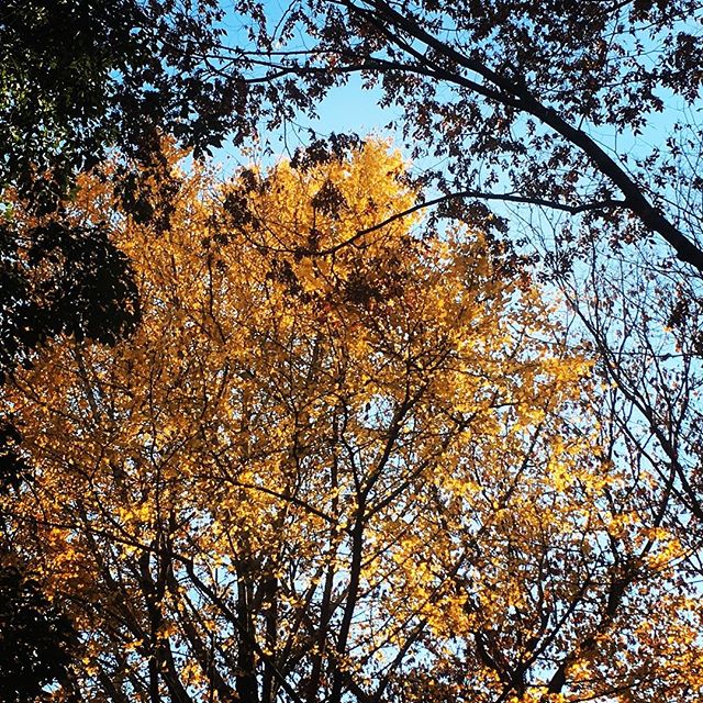 【ぐもにん2241】見えないものを感じる力。見えない未来を信じる力。今日も「笑顔の選択」と。#goodmorning #beautifulsky #gold #leaf #trees