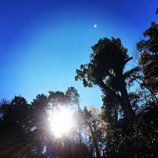 【ぐもにん2239】私たちは自然の一部。分け御霊。今日も「笑顔の選択」と。#goodmorning #beautifulsky #bluesky #sky #tree #sunlight