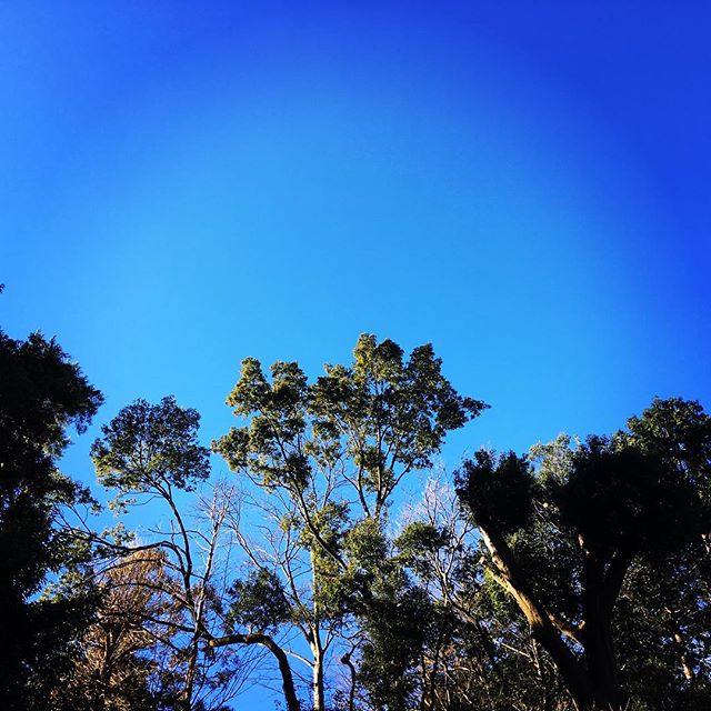 【ぐもにん2279】目の前の体験を楽しむ感性が幸せの根っこ。今日も「笑顔の選択」と。#goodmorning #beautifulsky #bluesky #trees #green #blue