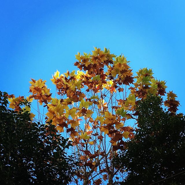 【ぐもにん2257】変わることがあたりまえ。だからこそ今に集中、今を楽しむ全力で。今日も「笑顔の選択」と。#goodmorning #beautifulsky #gold #leaf #tree