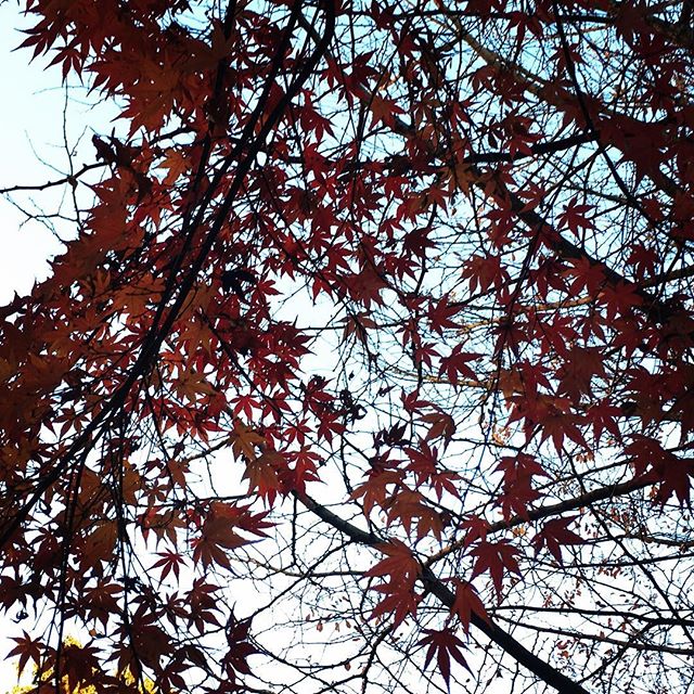 【ぐもにん2247】意識的でないことの力に気づいて感謝する。今日も笑顔の選択と。#goodmorning #beautifulsky #leaf #tree #sky