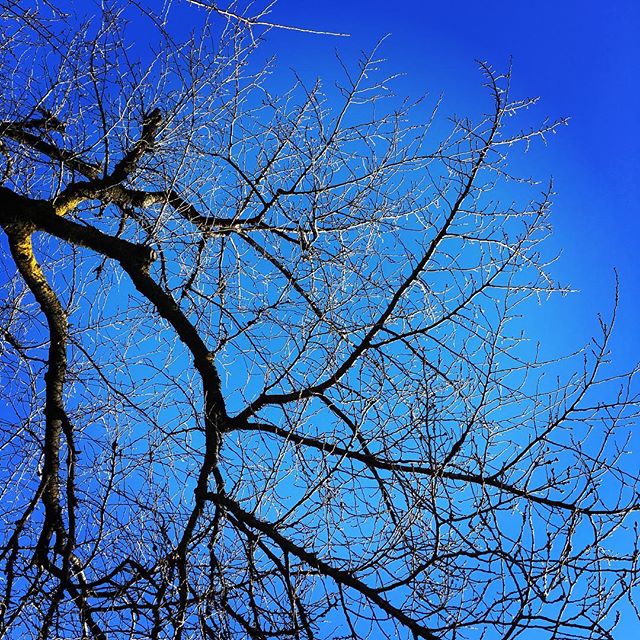 【ぐもにん2260】自分で自分を引き受ける。最大限に活かしきる。今日も「笑顔の選択」と。#goodmorning #beautifulsky #bluesky #trees