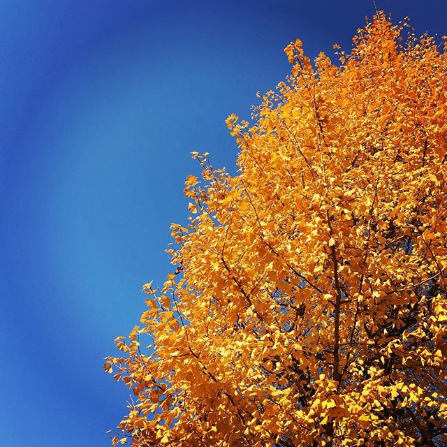 【ぐもにん2250】自分スタイル磨いて貫く。今日も「笑顔の選択」と。#goodmorning #beautifulsky #gold #leaf #tree #bluesky