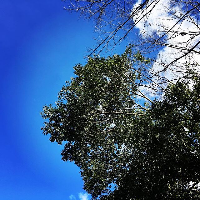 【ぐもにん2274】自然を信じる。自分を信じる。今日も「笑顔の選択」と。#goodmorning #beautifulsky #bluesky #tree #wintersky