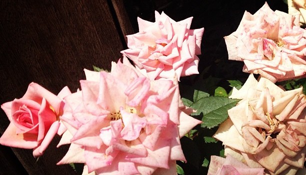 1627d6e0c2c311e290de22000a1f97ef_7