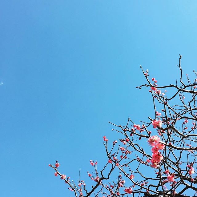 【ぐもにん2313】創り続ける紡ぎ続ける。今日も「笑顔の選択」と。#goodmorning #beautifulsky #bluesky #flowers #blue #pink