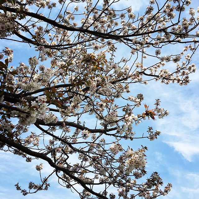 【ぐもにん2347】やりたいことはなんでもできる。今日も「笑顔の選択」と。#goodmorning #bluesky #cherryblossom #tree #beautiful #sky