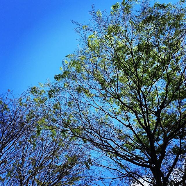 【ぐもにん2370】楽しく美味しく生きる。生を味わい尽くす。今日も「笑顔の選択」と。#goodmorning #sky #beautifulsky #blue #green #tree #新緑