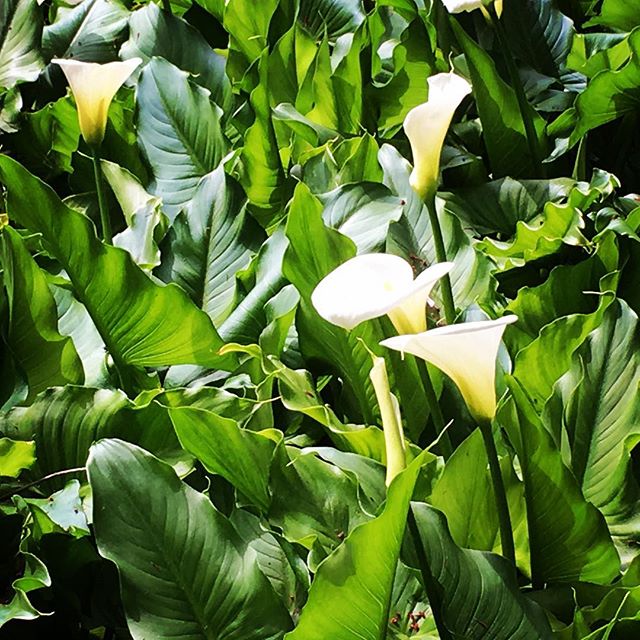 【ぐもにん2368】人の道は尊重し、ただ我が道を歩む。今日も「笑顔の選択」と。#goodmorning #flowers #white #green