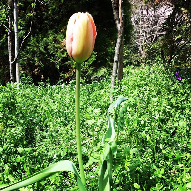 【ぐもにん2373】決めたら進み続けるだけ。道を楽しくするのも苦しくするのも自分次第。今日も「笑顔の選択」と。#goodmorning #flower #tulip #green