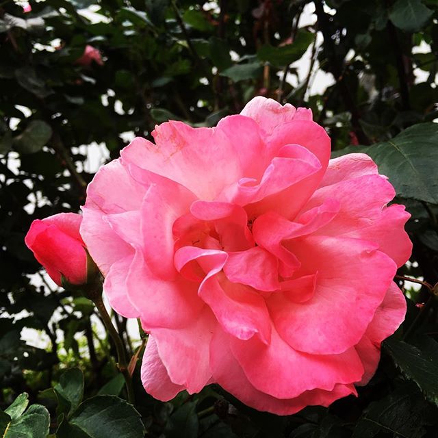 【ぐもにん2396】気持ちが華やいだときの心の感じを覚えておく。今日も「笑顔の選択」と。#goodmorning #flower #rose #pink