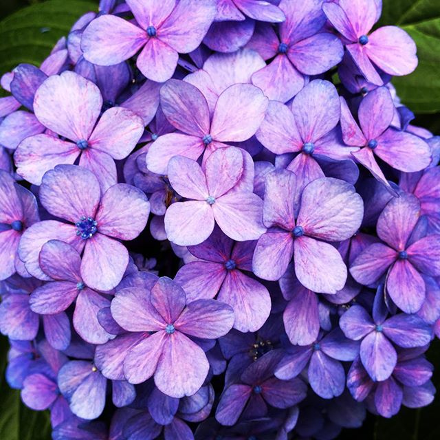 【ぐもにん2439】今を見つめて動き続ける。今日も「笑顔の選択」と。#goodmorning #hydrangea #purple #flowers