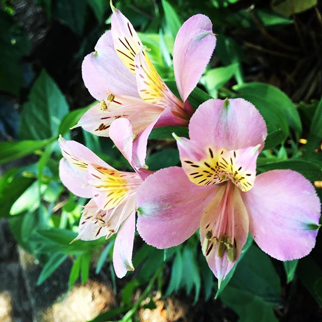 【ぐもにん2456】今日をスタートできる幸せ。今日も「笑顔の選択」と。#goodmorning #flowers #pink #green #beautiful