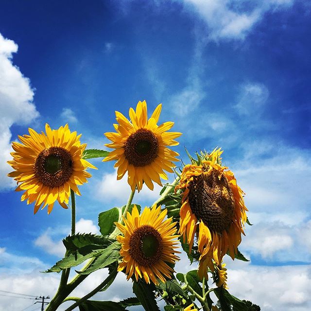 【ぐもにん2470】情熱を隠すなんてもったいない！今日も「笑顔の選択」と。#goodmorning #sunflowers #yellow #bluesky #blue #sky #beautiful #beautifulflowers