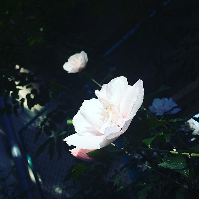 【ぐもにん2475】答えは自分の内側に。今日も「笑顔の選択」と。#goodmorning #flowers #white #beautifulflowers #ぐもにん # #おはよう