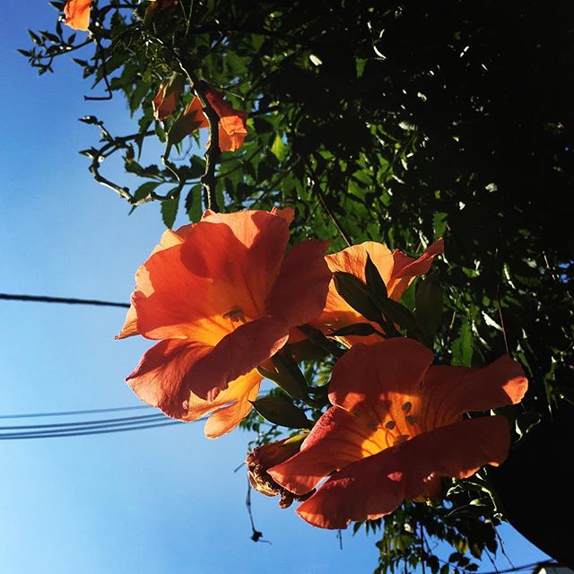 【ぐもにん2479】自分を奏でる。世界と響きあう新しい音が毎日生まれる。今日も「笑顔の選択」と。#goodmorning #beautifulflowers #flowers #beautiful #orange #おはよう