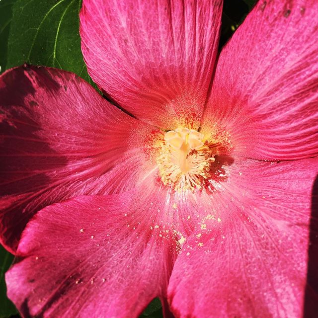 【ぐもにん2481】いつでもどこでも、何もなくてもご機嫌でいるように気持ちを整える。まずはそこから。幸せの素。今日も「笑顔の選択」と。#goodmorning #flower #pink # #おはよう #beautiful #beautifulflowers #happiness
