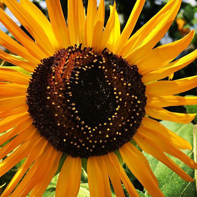 【ぐもにん2483】全てが繋がっている。今日も「笑顔の選択」と。#goodmorning #flowers #sunflower #yellow #おはよう #ひまわり #向日葵