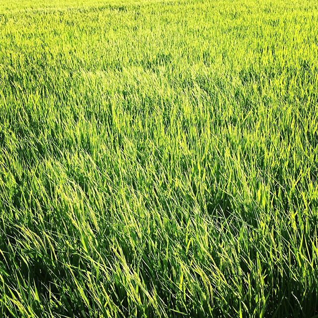 【ぐもにん2490】成長過程も美しい。今日も「笑顔の選択」と。#goodmorning #ricefield #green #beautiful #photo #おはようございます