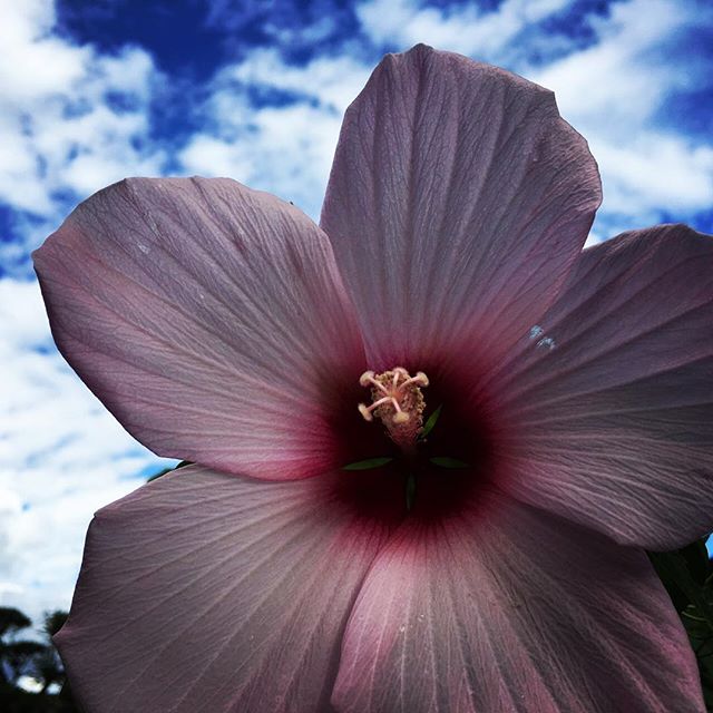 【ぐもにん2491】何にもならないことや時間の持つ豊かさ。今日も「笑顔の選択」と。#goodmorning #flowers #pink #sky #bluesky #おはようございます