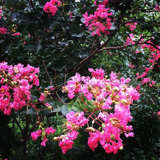 【ぐもにん2492】自分らしく楽しくあること。今日も「笑顔の選択」と。#goodmorning #flowers #pink #おはようございます