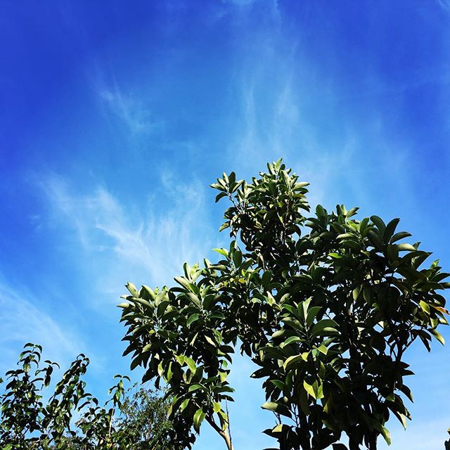 【ぐもにん2497】大切なことを大切に。丁寧に慈しむ。今日も「笑顔の選択」と。#goodmorning #bluesky #blue #sky #trees #おはようございます #青空