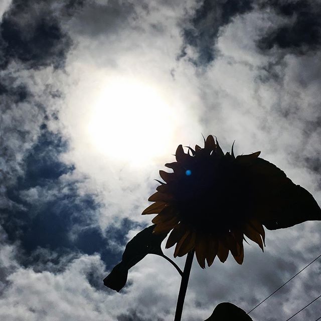 【ぐもにん2502】自分自身が知っている。今日も「笑顔の選択」と。#goodmorning #sun #sunlight #sunflower #silhouette #おはよう