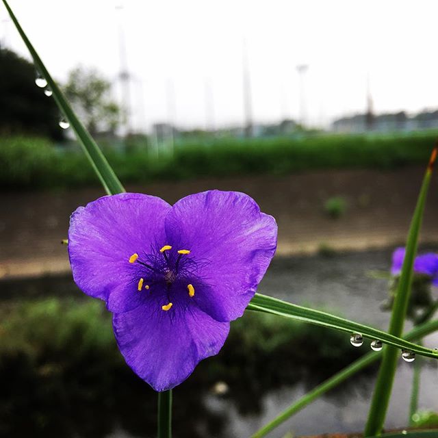 【ぐもにん2510】気持ちが良いことを選ぶ。今日も「笑顔の選択」と。#goodmorning #flower #purple #violet #morningdew #おはよう #朝露