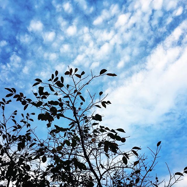 【ぐもにん2527】生きるを楽しむ。今日も「笑顔の選択」と。#goodmorning #bluesky #blue #sky #cloudart #clouds #おはよう #秋空