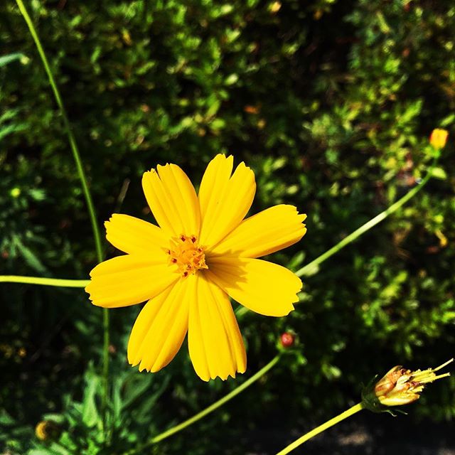 【ぐもにん2530】やりたくて知らなくてわからないことは強みになる。今日も「笑顔の選択」と。#goodmorning #flower #yellow #autumn #おはよう