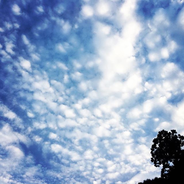 【ぐもにん2529】毎日を清々しく生きる。今日も「笑顔の選択」と。#goodmorning #bluesky #beautifulsky #blue #beautiful #sky #cloudart #clouds #autumn #おはよう