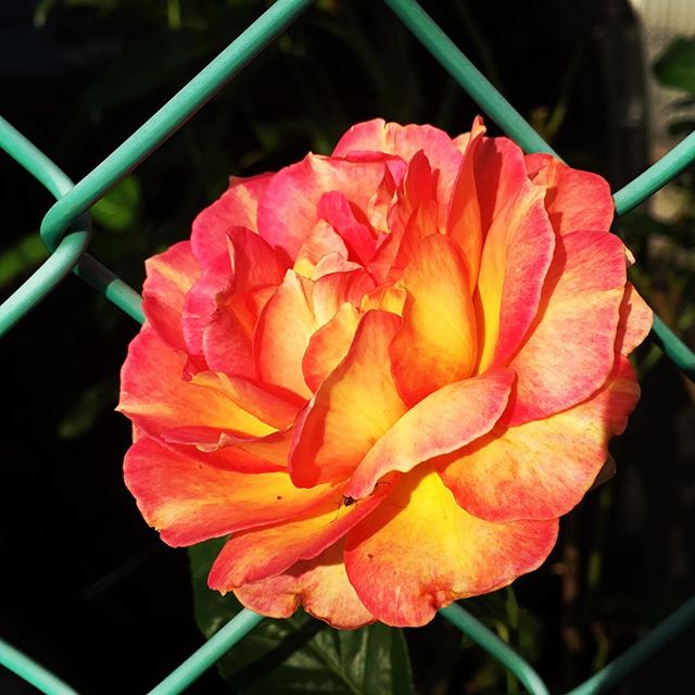 【ぐもにん2357】枠をとっぱらって粋で行こう。今日も「笑顔の選択」と。#goodmorning #flower #rose #red #orange #beautiful #beautifulflowers #おはよう