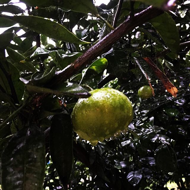 【ぐもにん2555】雨の日も晴れの日も実りも恵み。今日も「笑顔の選択」と。#goodmorning #green #rainyday #citrus #おはよう