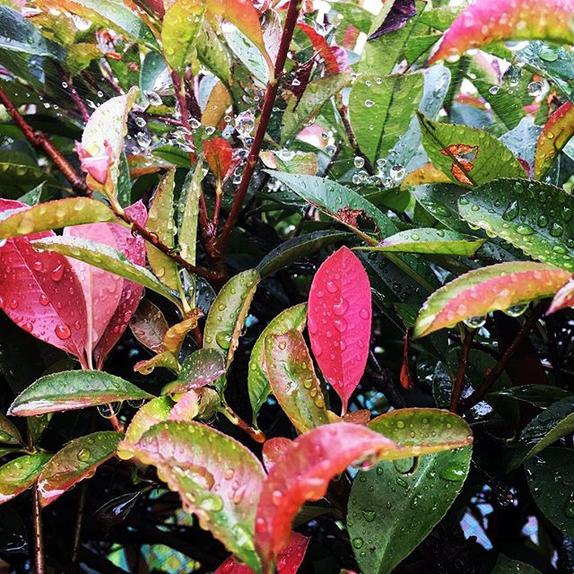 【ぐもにん2554】どんな時も楽しめる心の在り方。今日も「笑顔の選択」と。#goodmorning #rainyday #leaves #nature #drops #おはよう