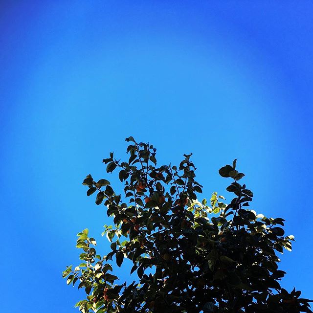 【ぐもにん2558】愛の目で世界を見る。幸せ満ちる。今日も「笑顔の選択」と。#goodmorning #bluesky #beautifulsky #blue #beautiful #sky #tree